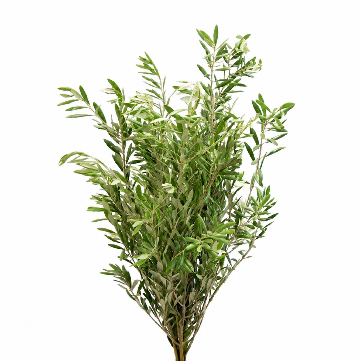 Olive Branches