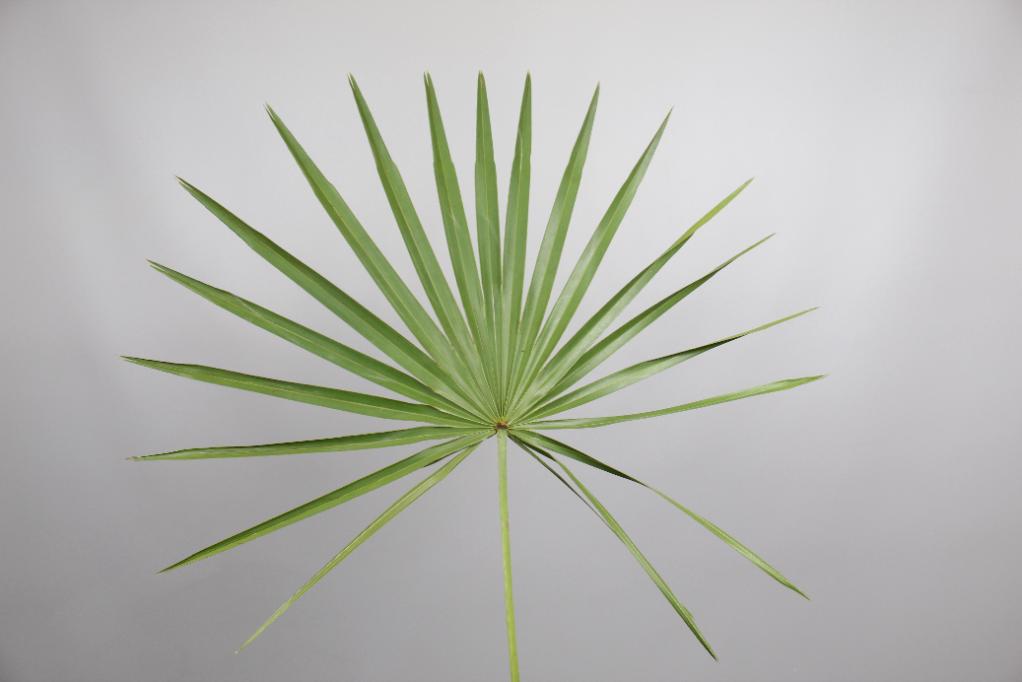 Palmetto Phan Palm