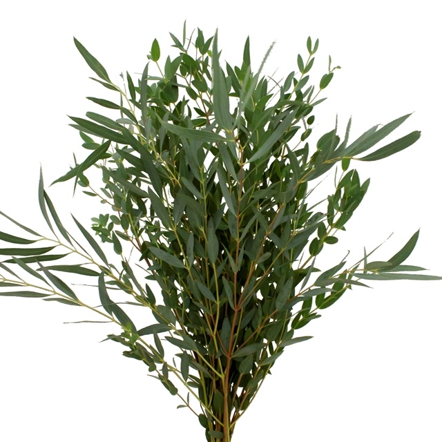 Parvafolia Eucalyptus