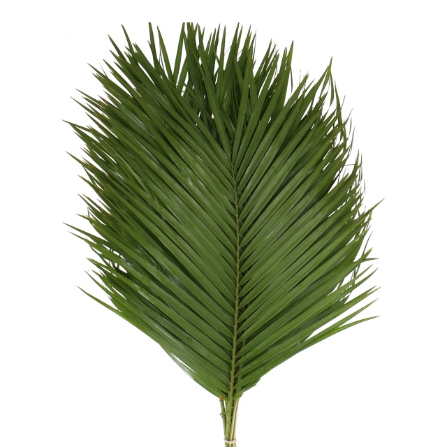 Phoenix Robellini