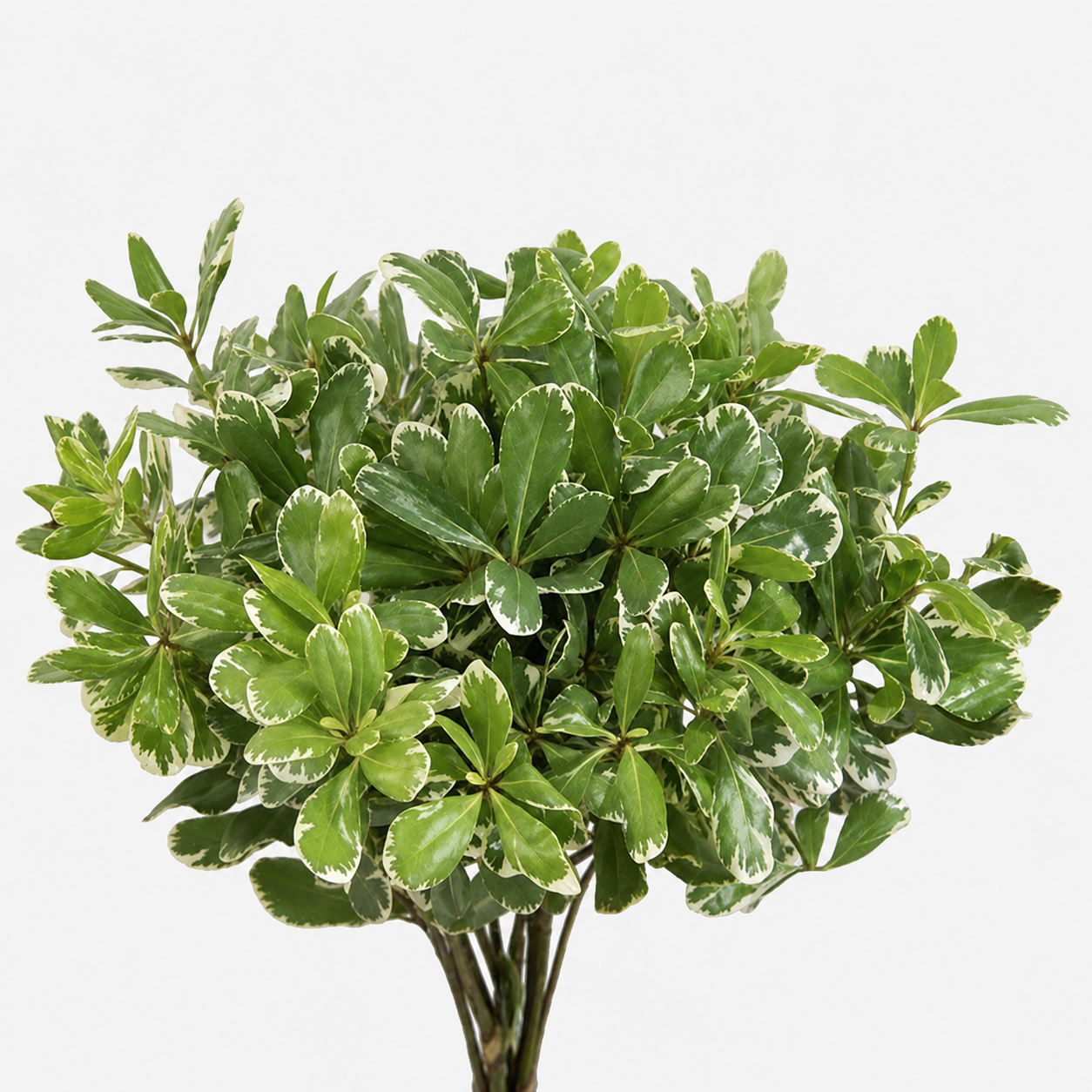 Pittosporum Variegated