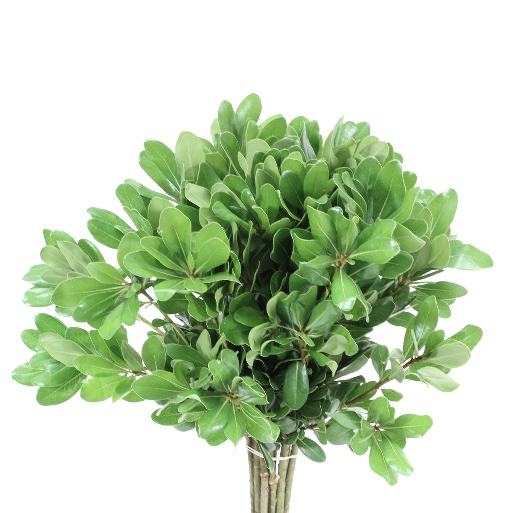 pittosporum green