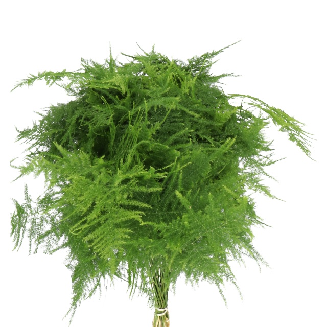 Plumosa