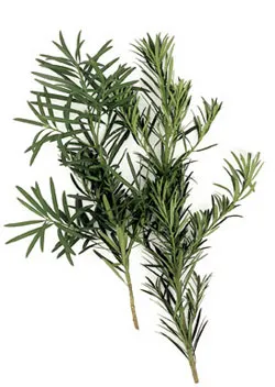 Podocarpus