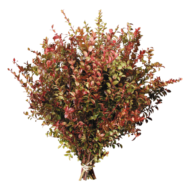 Red Huckleberry