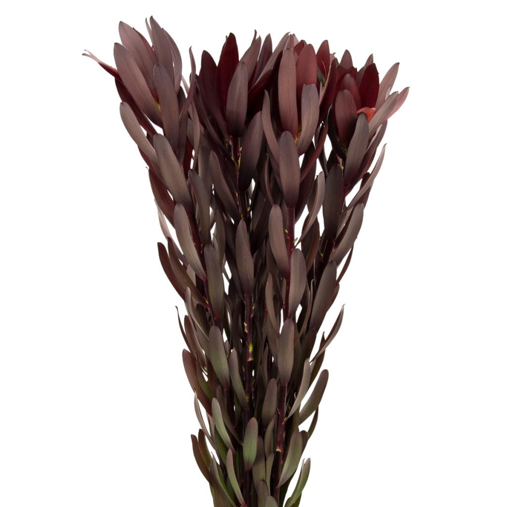 Safari Sunset Red