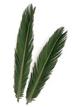 Sago Palm