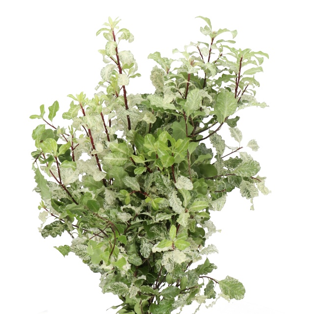 Snow Pittosporum
