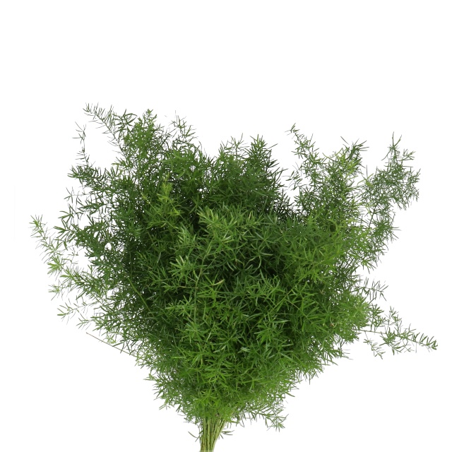 Springeri