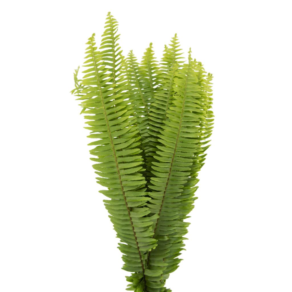 sword fern