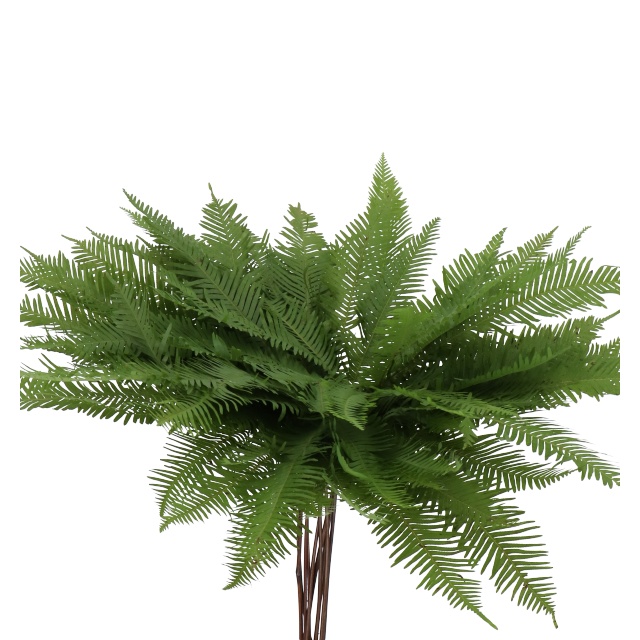 Umbrella Fern