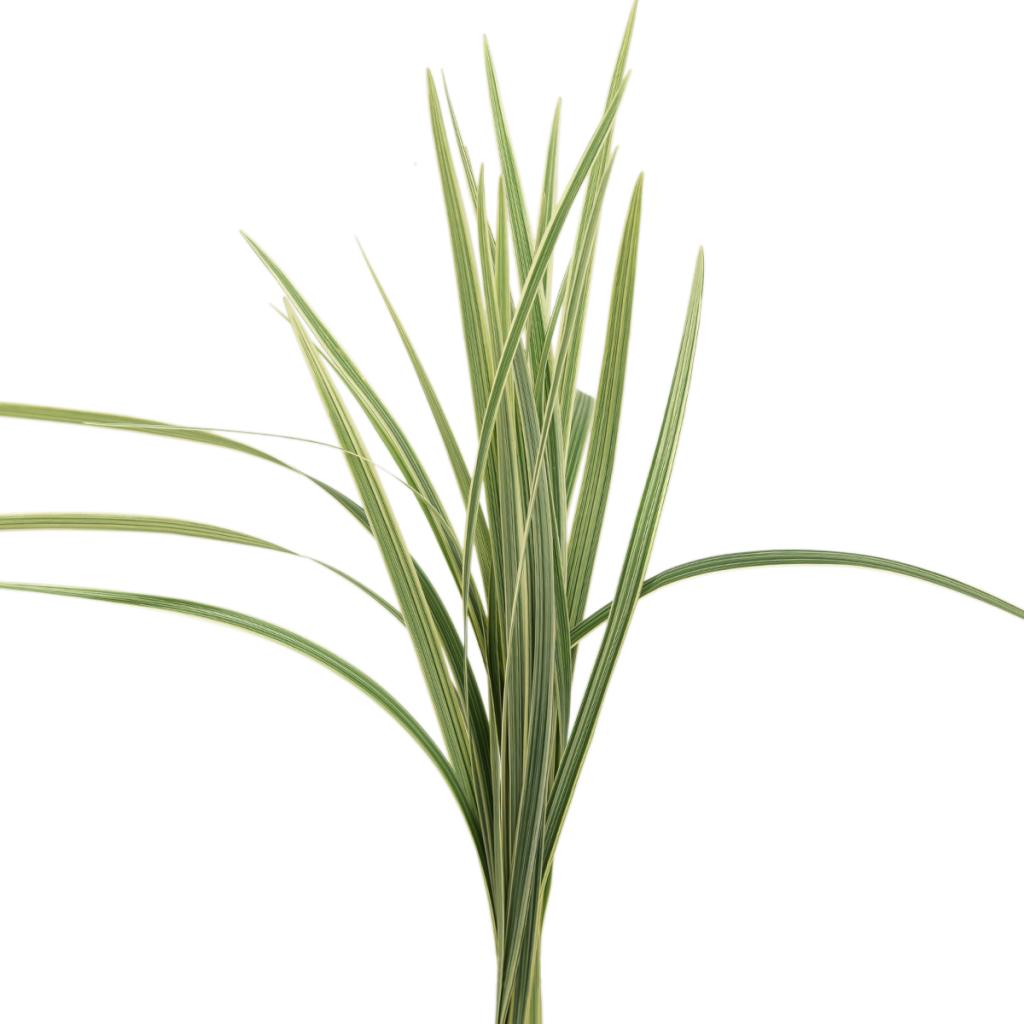 Variegated Lily Grass