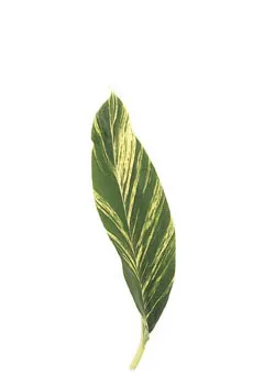 Variegated T-Leaf