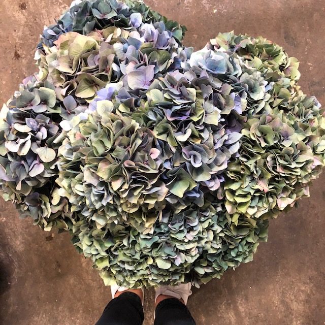 Hydrangeas