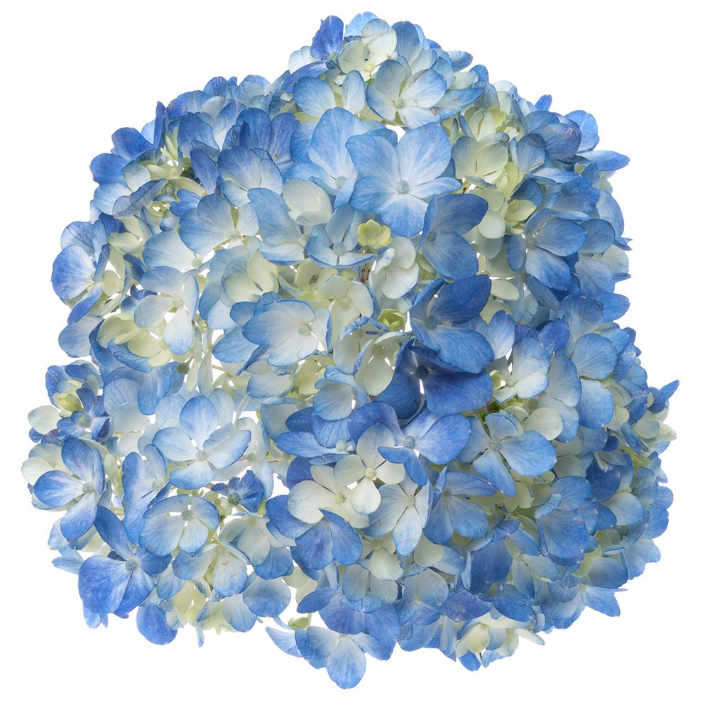 Blue Select Hydrangea