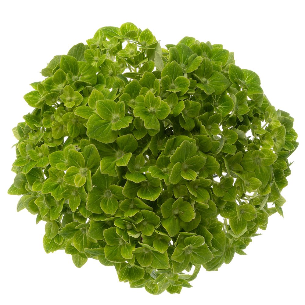 Emerald Green Hydrangea