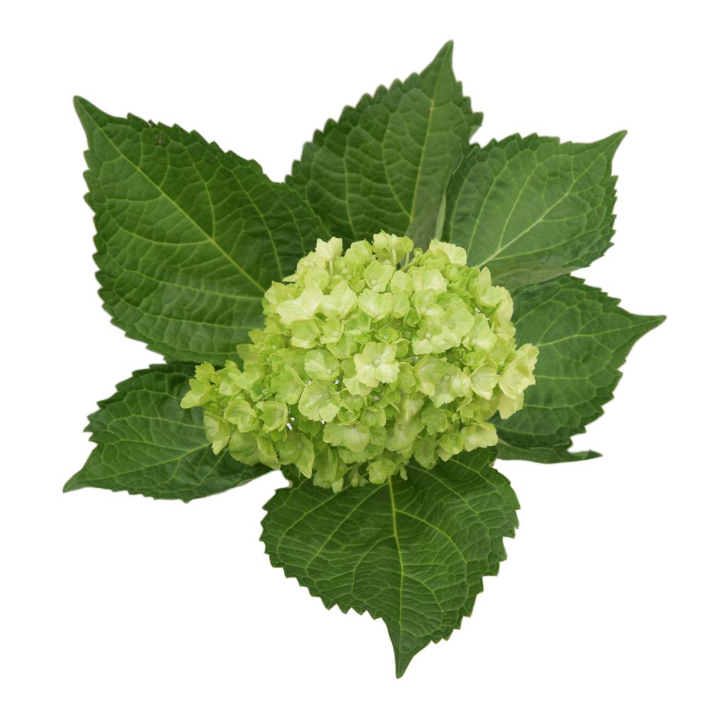 Hydrangea Mini Green