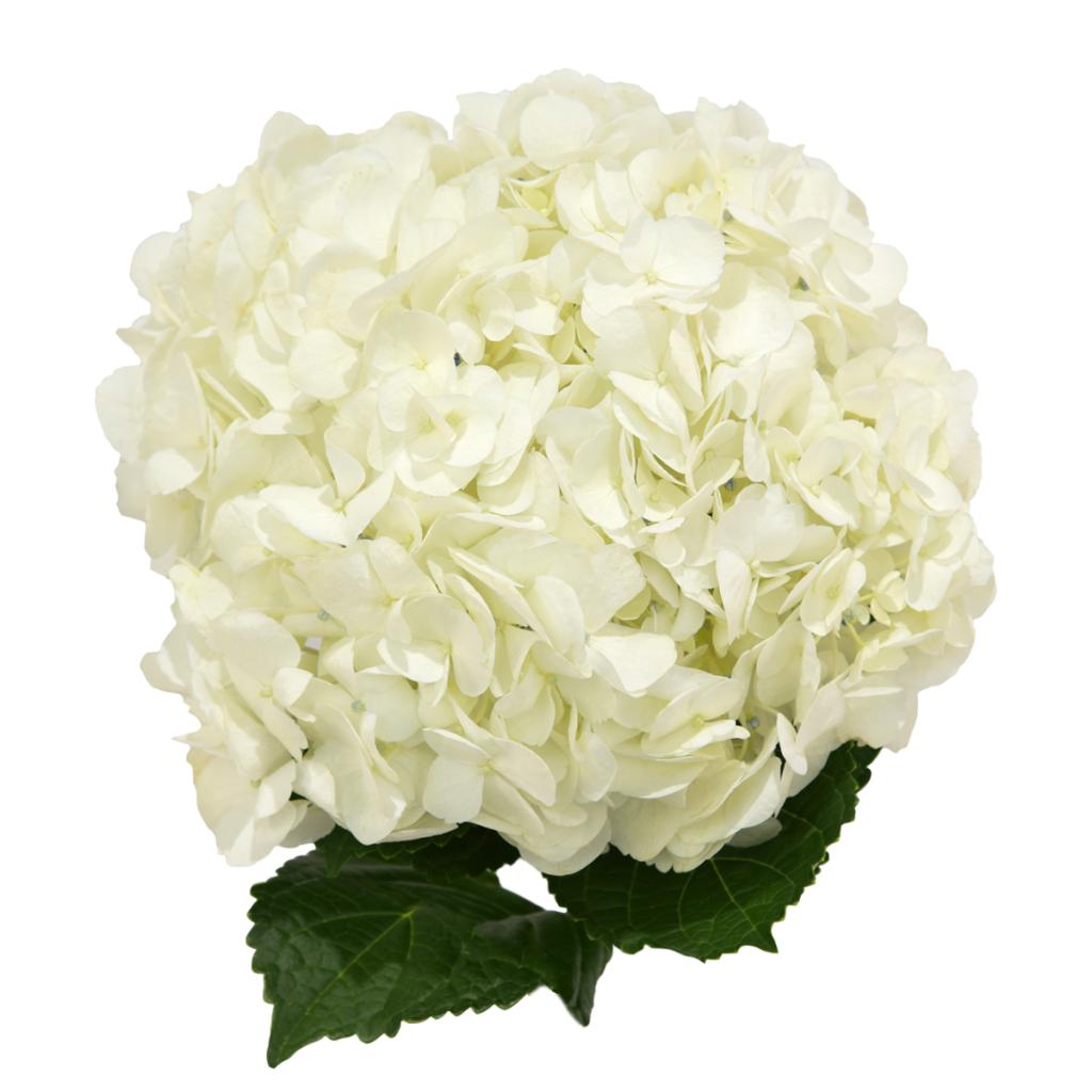 Hydrangea White