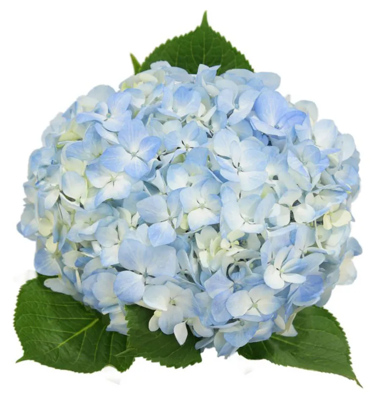 Light Blue Hydrangea