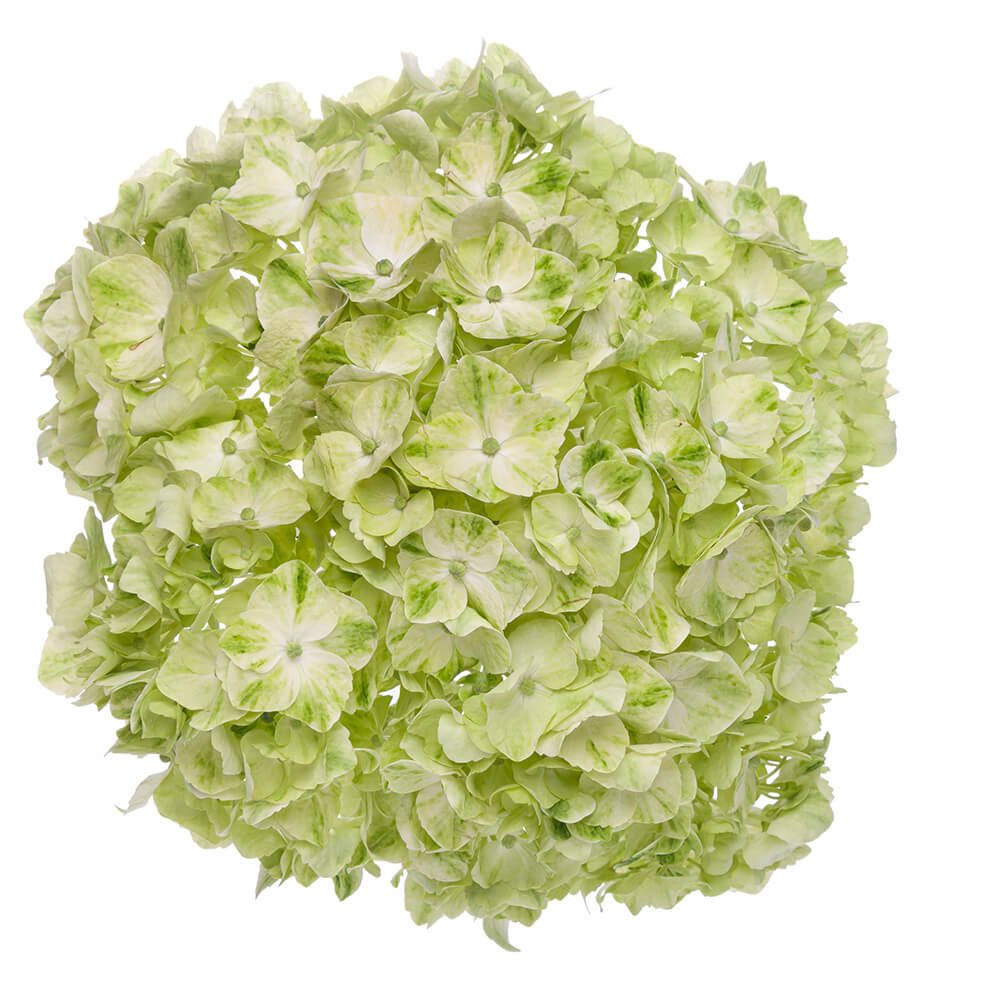 Lime Green Hydrangea