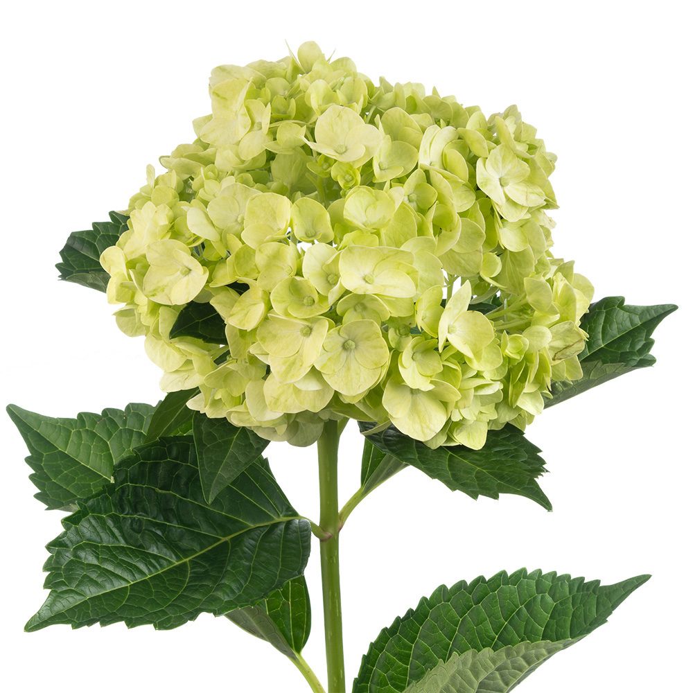 Mojito Mini Green Hydrangea