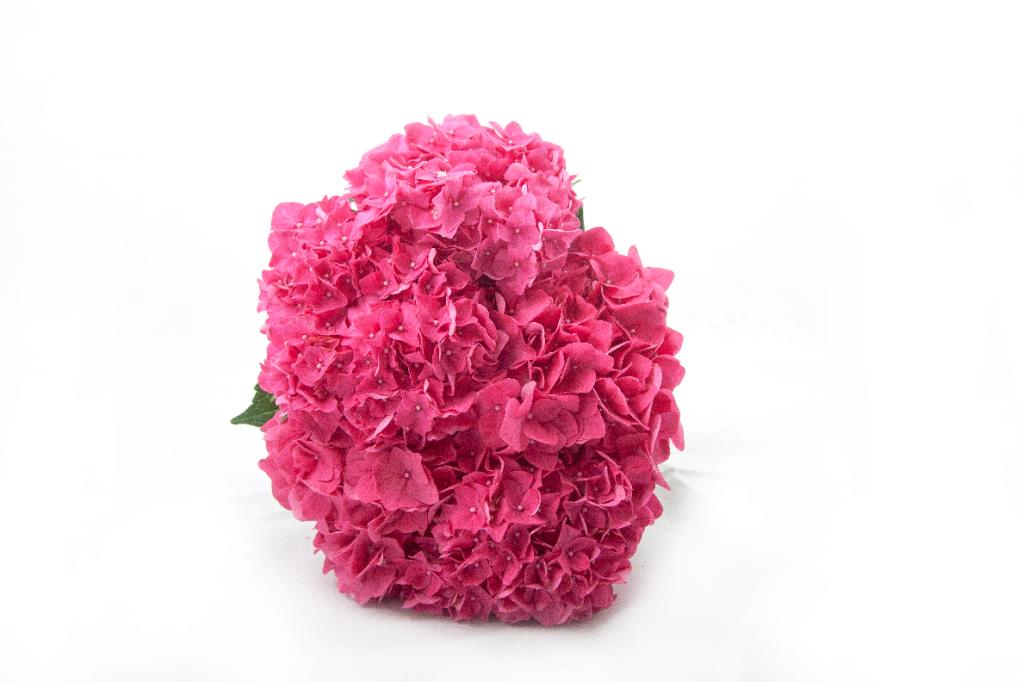 New Zealand Hot Pink Hydrangea 1