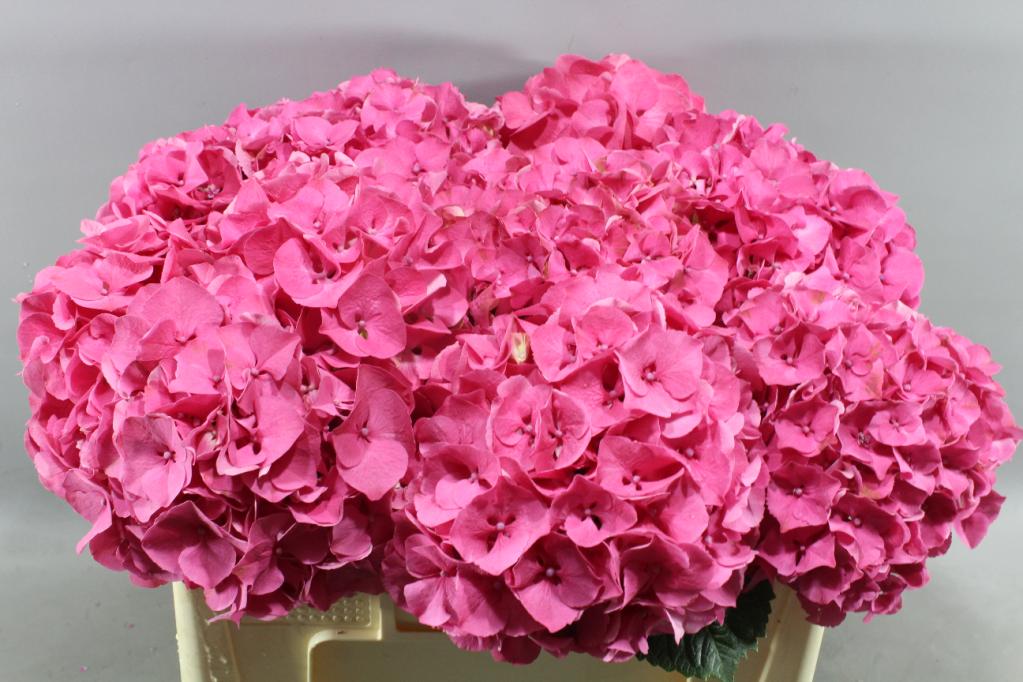 New Zealand Hot Pink Hydrangea 2