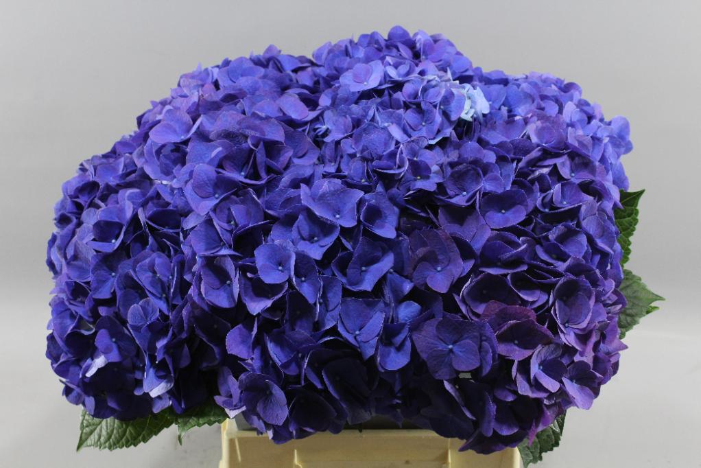 New Zealand Hydrangeas