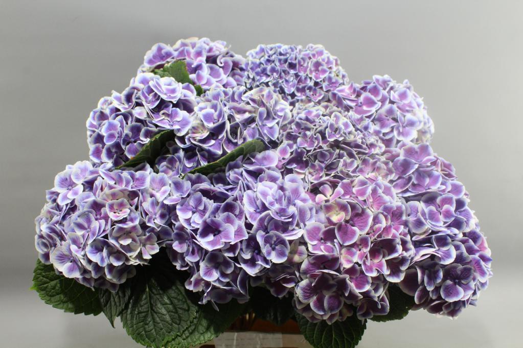New Zealand Variegated Purple Hydrangea