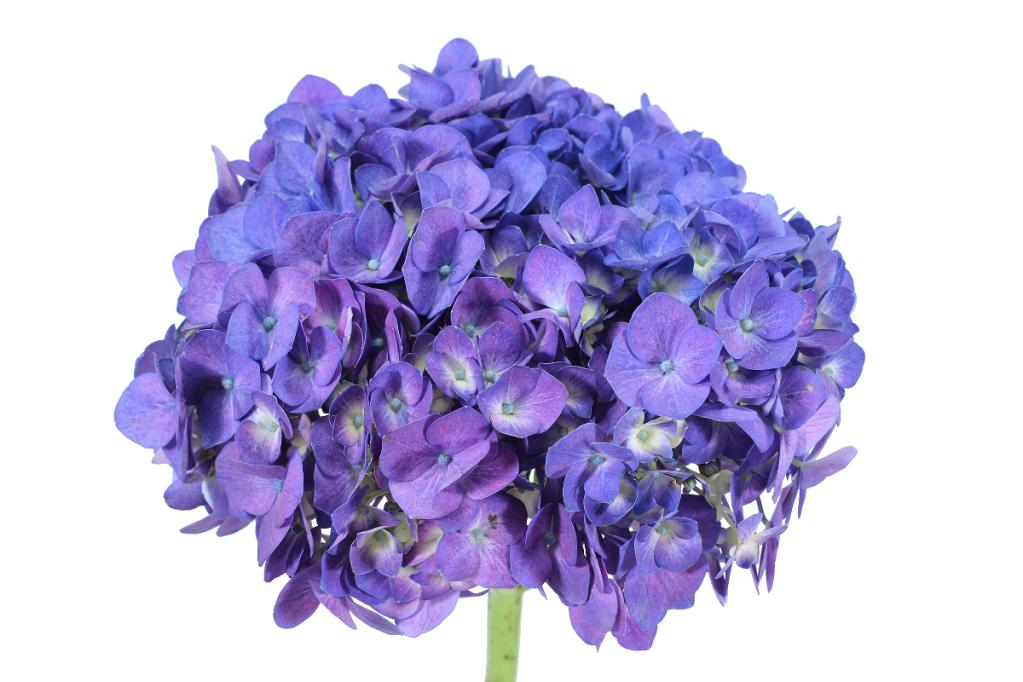 Purple Natural Hydrangea