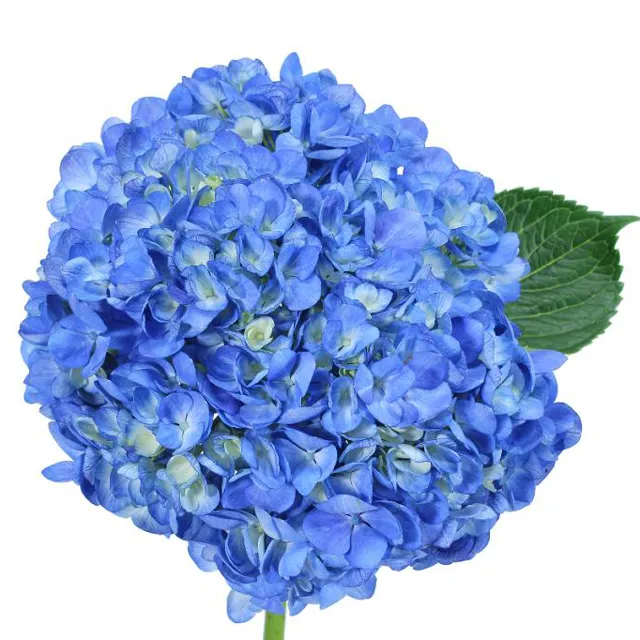 Shocking Blue Hydrangea