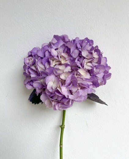 Tinted Colombian Hydrangeas