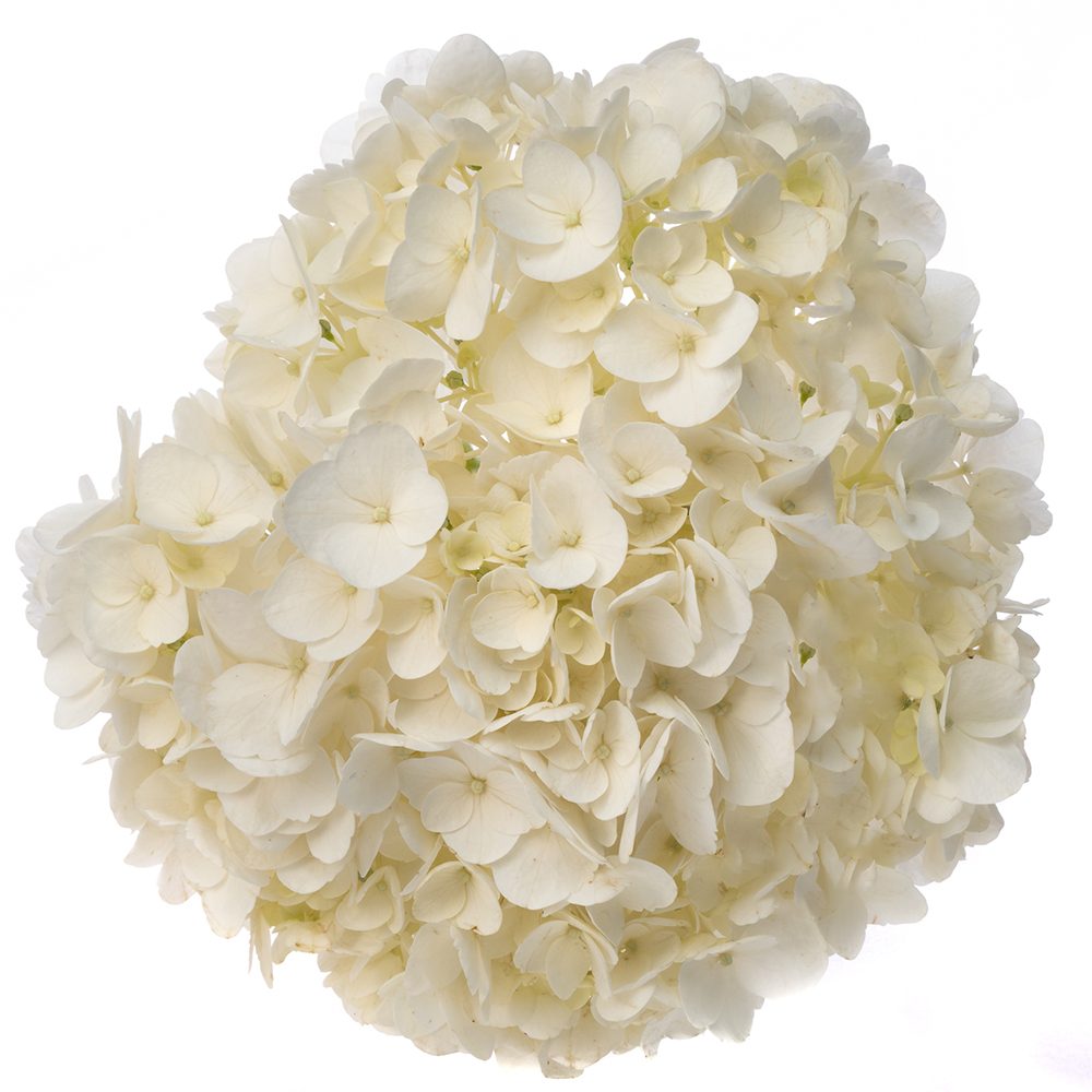 Natural Colombian Hydrangeas