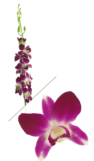 Orchids