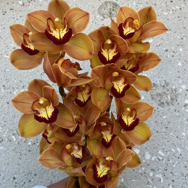 Bronze Cymbidium