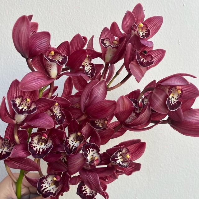 Burgundy Cymbidium