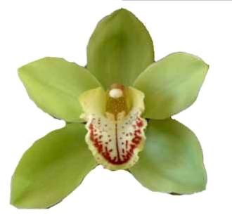Green Dark Cymbidium