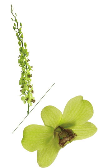 Jade Green Dendrobium