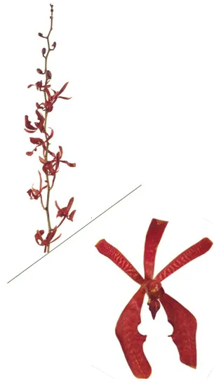 Jamestory Orchids