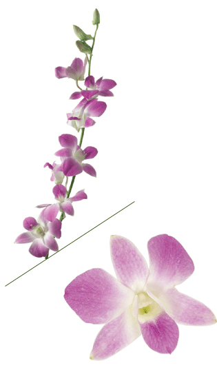 Lavender Dendrobium