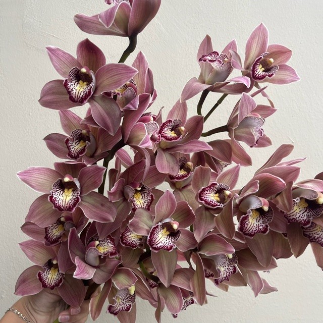 Mauve Cymbidium