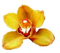 Orange Cymbidium