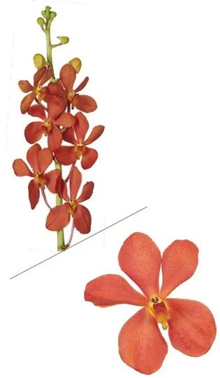 Orange Mokara