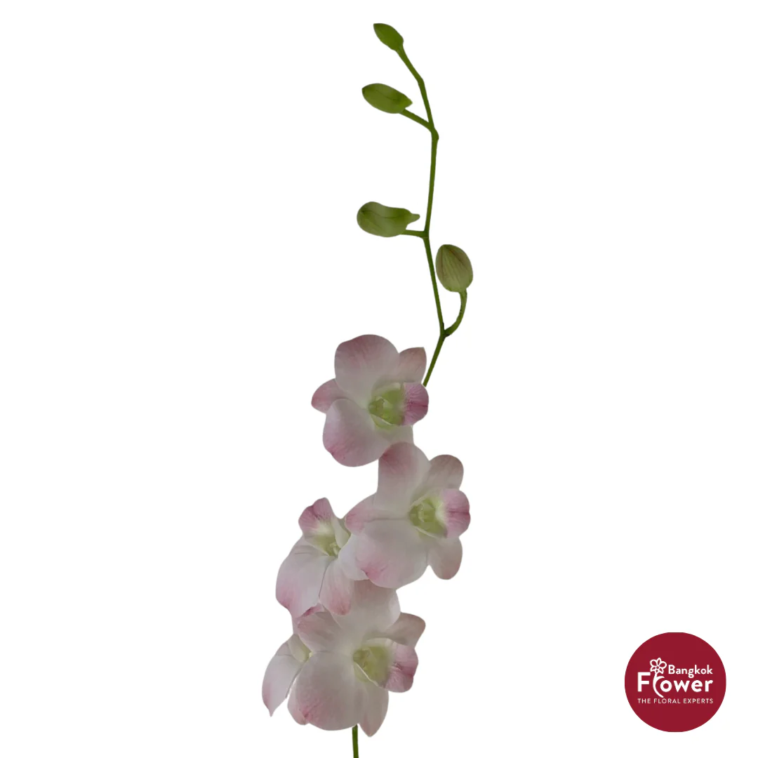 Pink Dendrobium