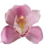 Pink Medium Cymbidium