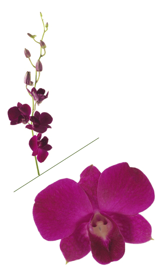 Purple Dark Dendrobium