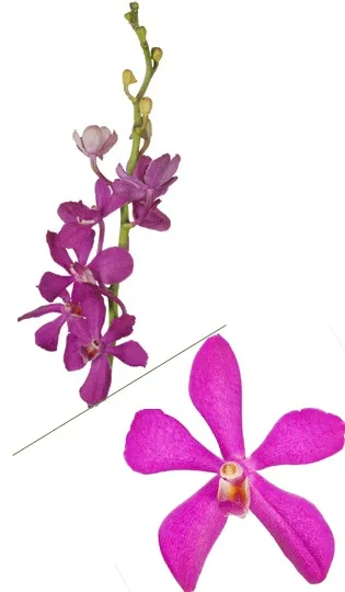 Purple Mokara