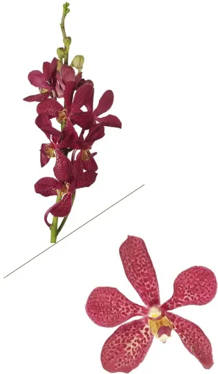 Red Mokara