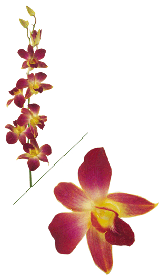 Tinted Yellow Dendrobium