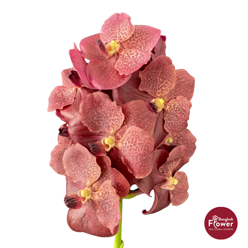 Vanda Orchid Dark Brown